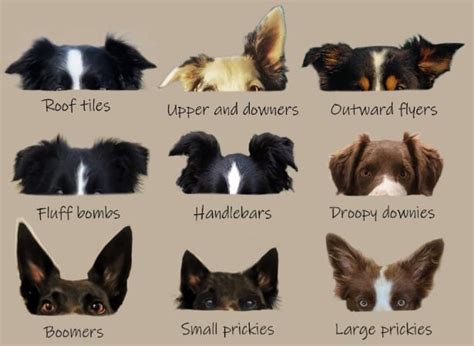 Top Dog Ear Positions Chart With Indication Of Their Mood Articlesland