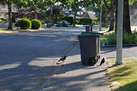 How To Get Rid Of Crows For Good Neighbor Blog