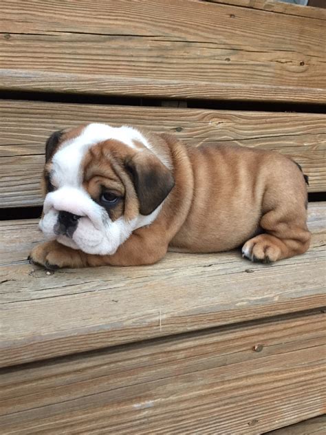 65 English Bulldog Kennels In Georgia Picture Bleumoonproductions