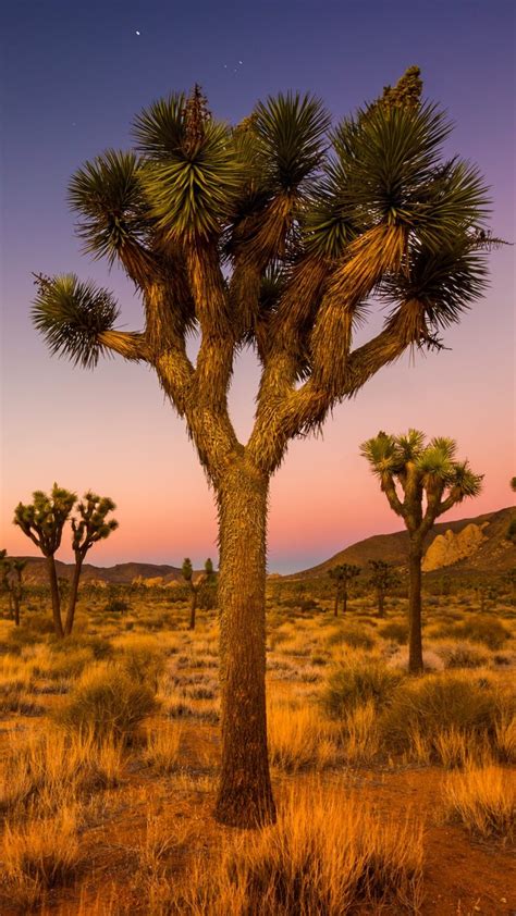 Grove Of Joshua Trees In National Park Valley At Morning Twilight