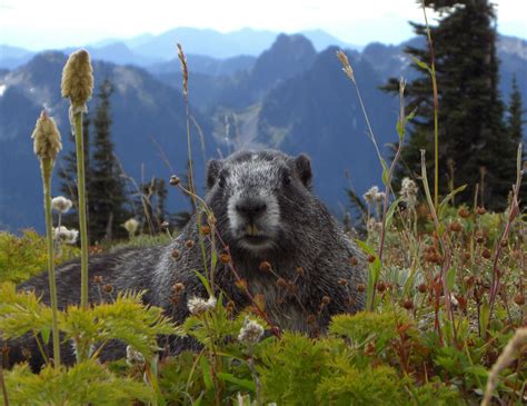 Marmot In Paradise Free Stock Photo Public Domain Pictures