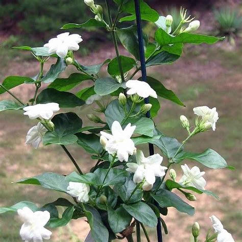 Buy Jasminum Sambac Mogra Arabian Jasmine Plant Online Lilplants