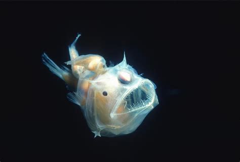 Anglerfish Facts About This Scary Sea Creature Worldatlas Vlrengbr