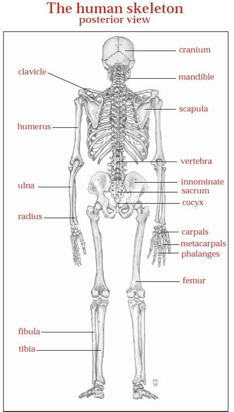 Dr Will Mccarthys Science Site The Skeletal System