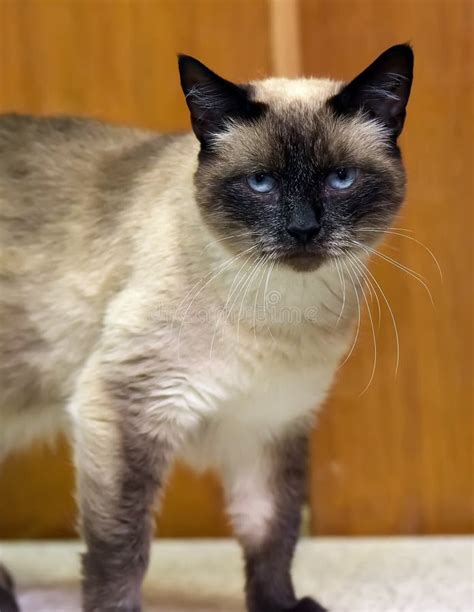Blue Eyed Siamese Cat Isolated Stock Photos Free And Royalty Free Stock