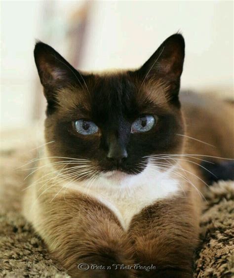 A Cat Whos Looking Good ☺ Beautiful Cats Pretty Cats