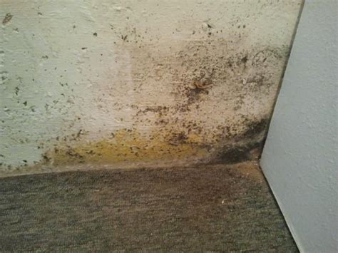 Dirt coming up between floor and foundation wall. Also ...