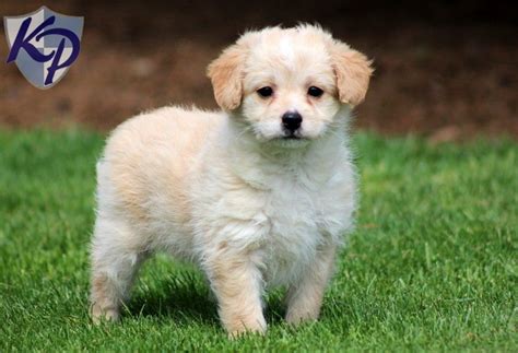 Maybe you would like to learn more about one of these? Puppy Finder: Find & Buy a Dog today by using our Petfinder | Poodle mix puppies, Poodle mix ...