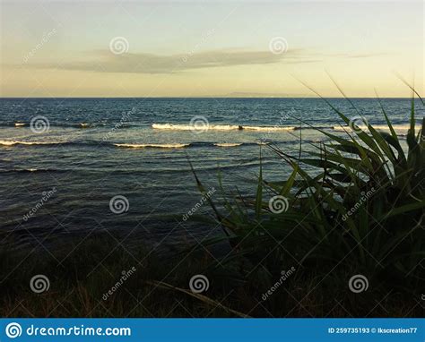 Pandanus Odorifer Common Plants In The Tropical Beach Stock Image