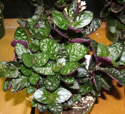 The shape of the scar is unique to each species and can give clues to its identity. HousePlant Name - Waffle Plant | AskJudy@HousePlant411,com ...