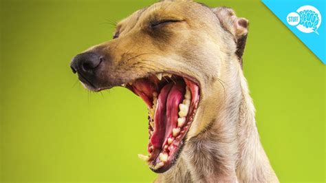At first, researchers theorized that yawning is a sign that your brain needs more oxygen, which it gets by. Why Do Dogs Yawn? - YouTube