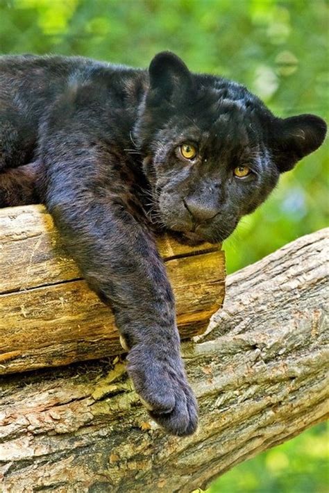 Black Panther Cub Panthers Pinterest