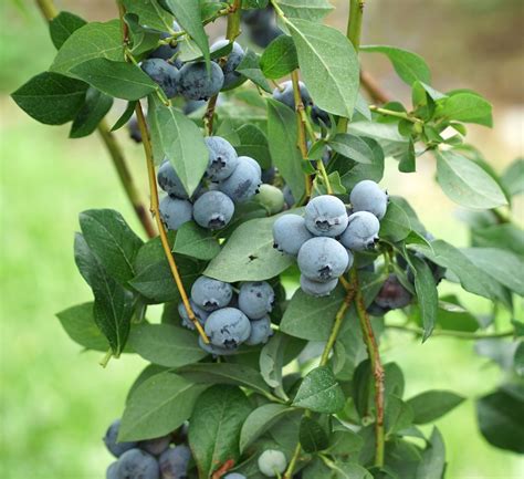 Legacy Highbush Organic Blueberry Plant Backyard Berry Plants
