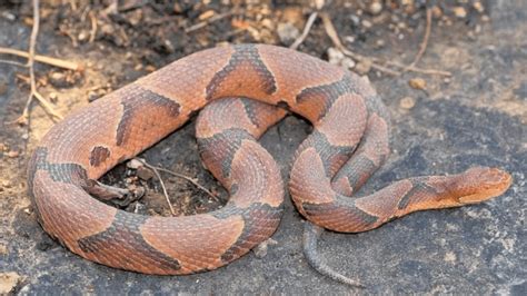 Learn About Missouris Venomous Snakes At Mdc Virtual Program Kmmo