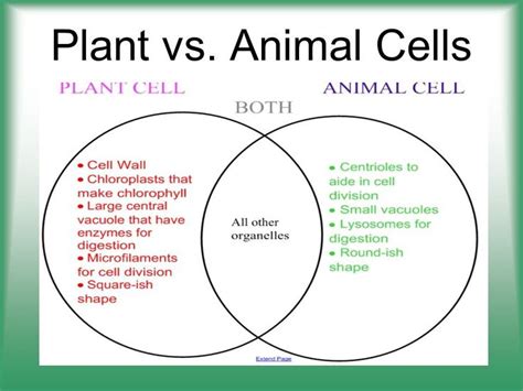 Learn vocabulary terms and more with flashcards games and other study tools. Plant and Animal Venn Diagram Unique Cell Structure ...