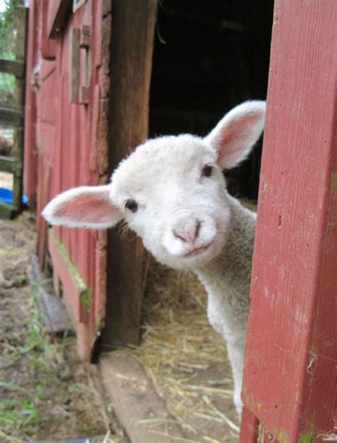 Baby Lamb Farm Animals Cute Pictures Babies Beautiful