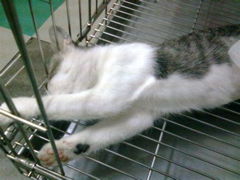 A Female Cat Spayed Animalcare