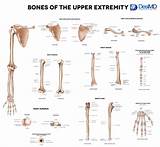 Humana Orthopedic Doctors Images