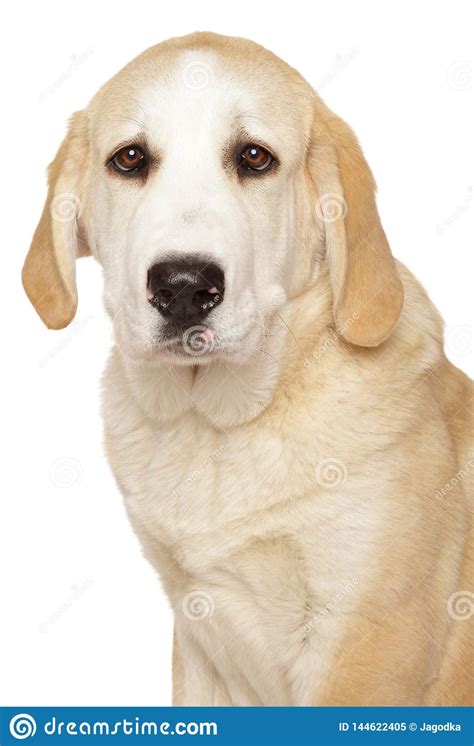 Central asian shepherd, alabai, or the central asian ovcharka is a very protective guard dog. Alabai, Central Asian Shepherd Dog Stock Image - Image of ...