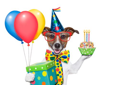 Весёлая собака на день рождения обои для рабочего стола картинки фото