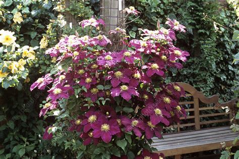 Join us in the greenhouse at overdevest nurseries and take a peek at some of the colorful plants that we are shipping now. Clematis 'Niobe' - Stock Image - B585/0110 - Science Photo ...