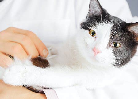 These poor kitties suffer not only hair loss it could be beneficial for you to video your kitty during an episode of what you suspect is hyperesthesia, and take the video with you to your vet appointment. Feline Hyperesthesia | TheCatSite