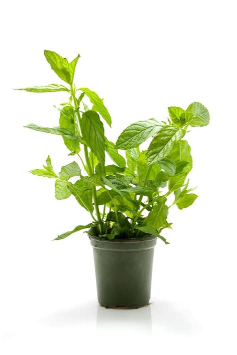 Mint Plant In Pot Stock Photo Image Of Garden Black 9706024