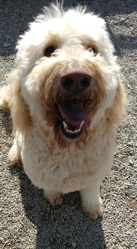 880 ohio st, bangor, me 04401. Carden Kennels - Lamboe | Facebook