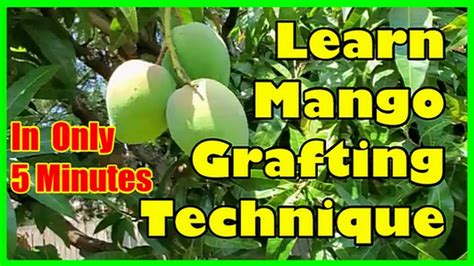 How To Graft Mango Tree Grafting Mango Trees Technique Youtube