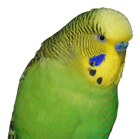 Periquito Aves Mundo Animal Pájaro · Foto Gratis En Pixabay