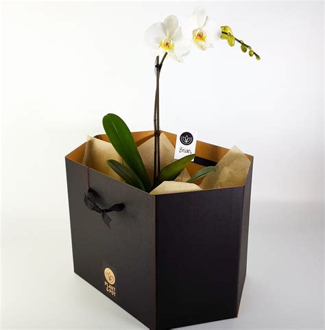Maybe you would like to learn more about one of these? Plant Gift Box | for extra WOW upon delivery - plantandpot.nz