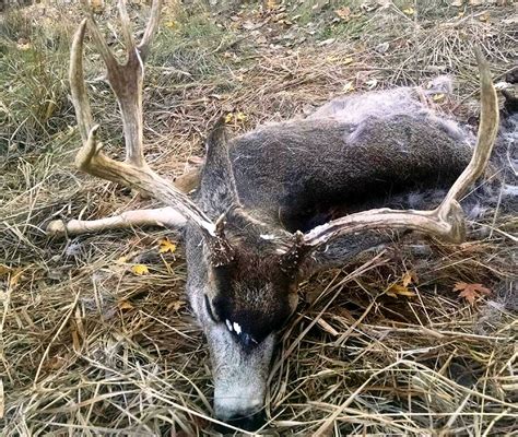 Trophy Mule Deer Found Dead Local Sports News