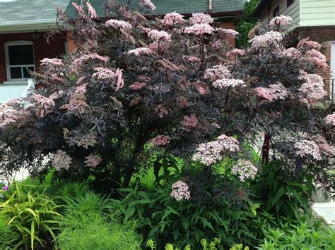 Black lace ™ sambucus is a newer plant on the market that looks similar to a japanese maple or these black berries can be harvested to make a tasty elderberry jam. Black Lace Elderberry http://homeguides.sfgate.com/care ...