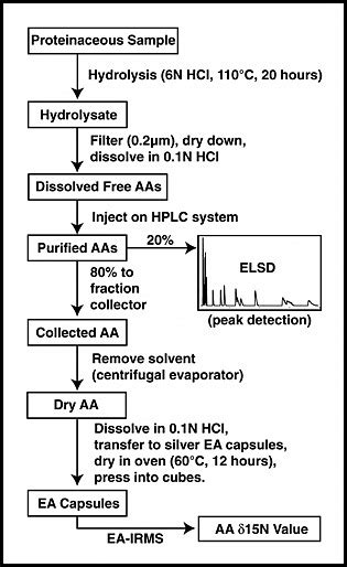 Flow Chart Showing Sample Preparation And Analysis For The