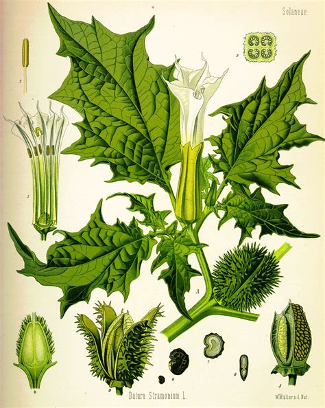 Datura Flower Parts And Their Functions