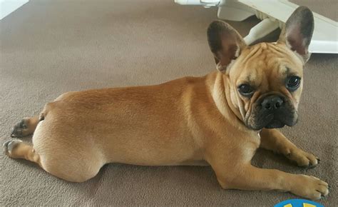 6 Month Old Male French Bulldog Sunderland Tyne And Wear Pets4homes