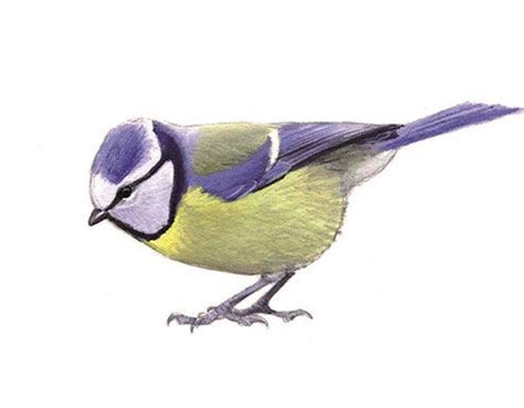 Vectorafbeelding koolmees vogel leren tekenen van vector kan worden gebruikt voor persoonlijke en commerciële doeleinden in overeenstemming met de voorwaarden van. Pimpelmees | Vogels, Koolmees, Vogels tekenen