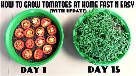 Grow Tomatoes From Tomatoes Easiest Method Ever With Updates