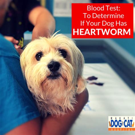 Heartworms have been diagnosed in all 50 states and in many places outside the u.s. Heartworm Blood Test - Makati Dog and Cat Hospital