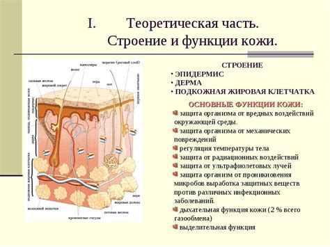 Строение и функции кожи лица в косметологии что такое кожа