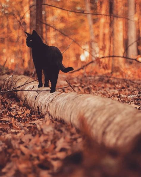 Autumn Cats 32 Images Of Cats Loving Fall Black Cat Cute Cats Cats