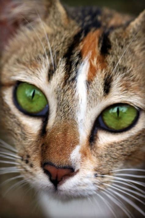 27 Best Images About Cats Green Eyes On Pinterest Cats Animals And