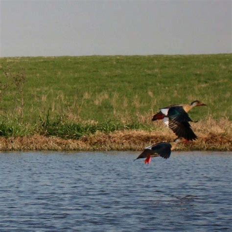 Argentina Duck Hunting Photo Gallery Southern Outfitting