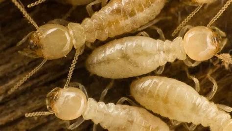 Termites Noco Pest And Wildlife Control