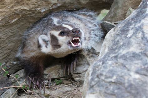 Angry Badger Stock Photos Free And Royalty Free Stock Photos From