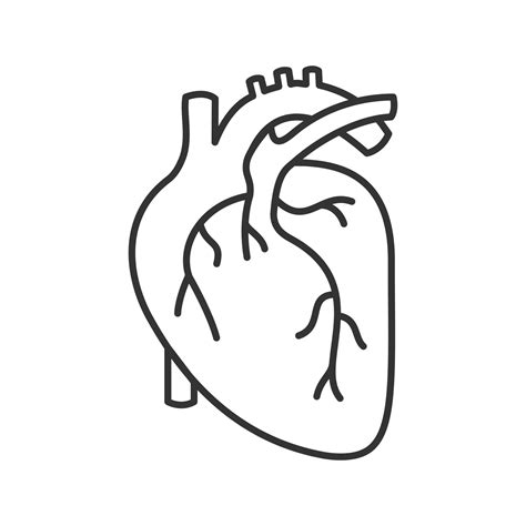 Human Heart Anatomy Linear Icon Thin Line Illustration Contour Symbol