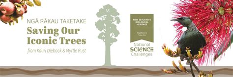 Ngā Rākau Taketake ­ Saving Our Iconic Trees — Science Learning Hub