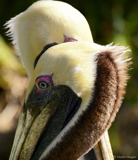 brown pelican portrait a portrait of brown pelicans pelec… flickr