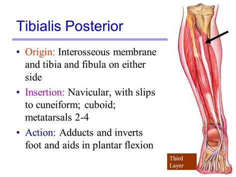 Image Result For Tibialis Posterior Origin And Insertion Muscle And