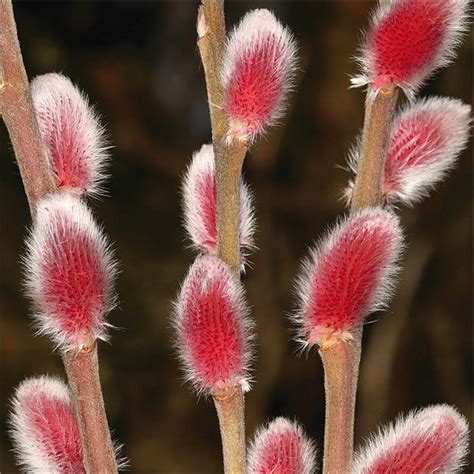 Salix Gracilistyla Mount Aso Japanese Pink Pussy Willow Shrubs S Shrubs Trees
